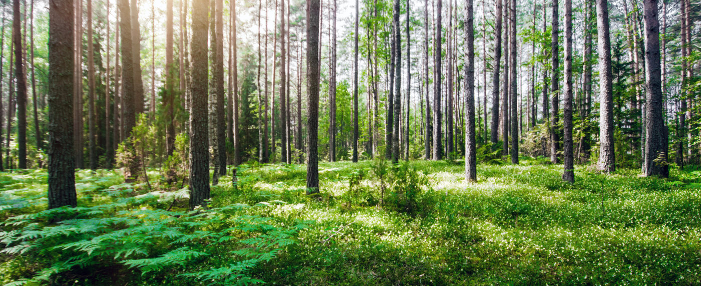 green forest